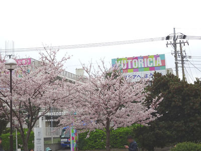さくら公園の桜