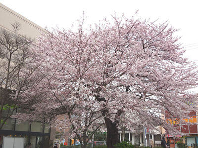 さくら公園の桜