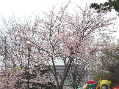 さくら公園の桜