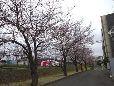 JFEスチール 桜並木
