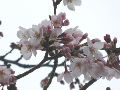 JFEスチール 桜並木 アップ