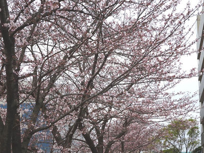 JFEスチール 桜並木
