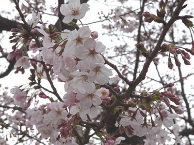 JFEスチール 桜アップ