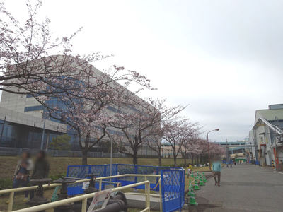 JFEスチール 桜並木