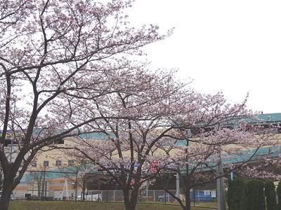 JFEスチール 桜並木