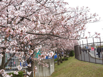 JFEスチール 桜並木