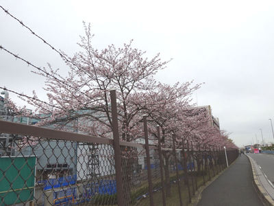 JFEスチール 桜並木