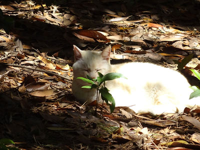 お休み中の白猫さん