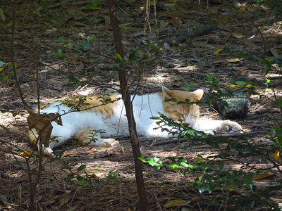 爆睡中の茶白猫さん