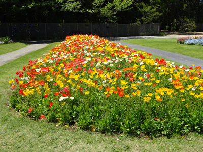 アイスランドポピー