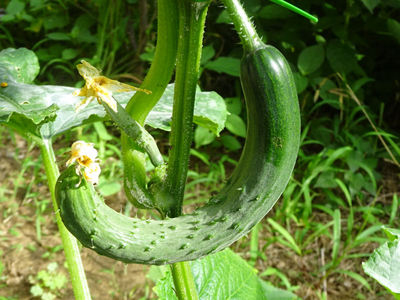 胡瓜が成長