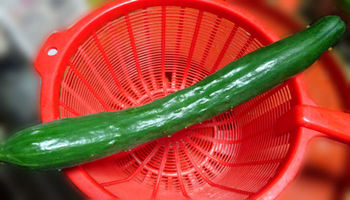 胡瓜を収穫 第2弾