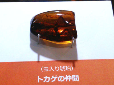 虫入り琥珀
