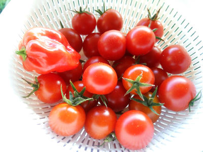 ミニトマトとハバネロ