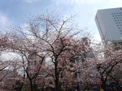 錦糸公園の桜 その1