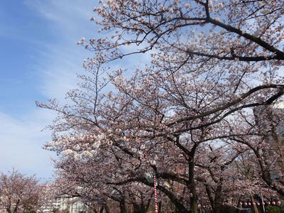 錦糸公園の桜 その2