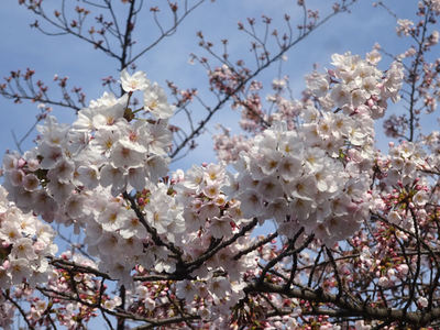 桜の花 群衆