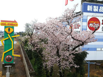 GLOBO看板近くの桜