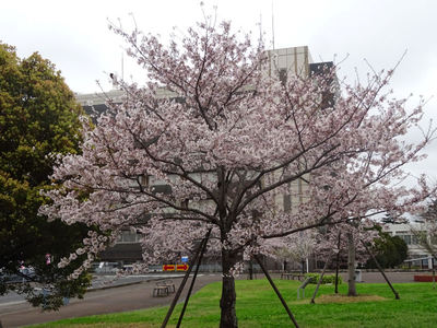JFEスチール前の桜