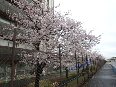 JFEスチール前の桜並木