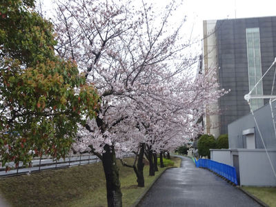 JFEスチール前の桜並木 内側から