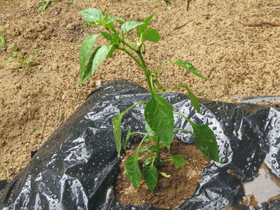 万願寺とうがらし