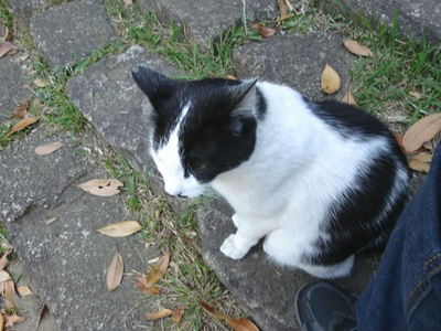 白黒猫さん