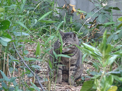 別のキジトラさん