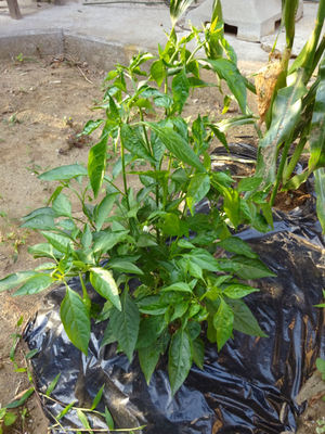 万願寺とうがらし