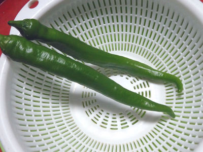 収穫した万願寺とうがらし