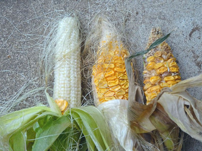 とうもろこしは失敗