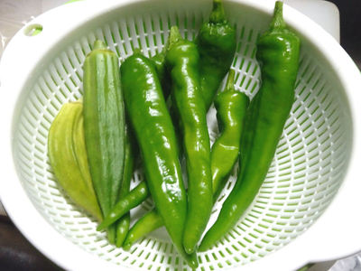 万願寺とうがらしは豊作