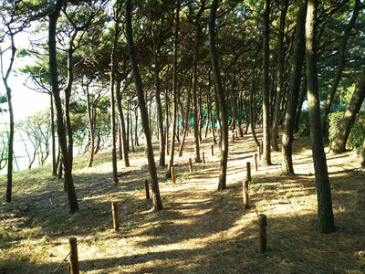 磯の松原遊歩道