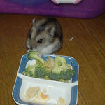 ブロッコリー食べ中のユウキ