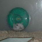 お決まりの回し車カジカジ