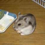 ハム用チーズを食べるユウキ