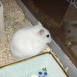 ハム用チーズを食べてるアイだが・・・