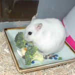 ブロッコリーに齧りつくアイ