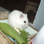 カンテンベジタブルを食べるアイ