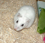 こっちを見てるアイ