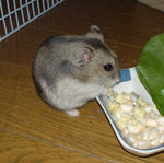 乾燥りんごにありつくユウキ