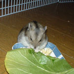 小松菜に齧りついているユウキ。ブサイクッ