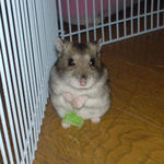 お腹にカンテンベジタブルくっついてるよ