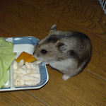 かぼちゃに食いつくユウキ