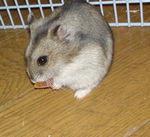 とりあえず乾燥パパイヤを食べるユウキ