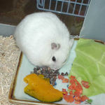 蕎麦の実を取り込むアイ