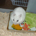 かぼちゃを食べるアイ