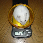 体重大幅アップのアイです