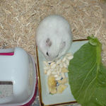 エサ皿を探索中のアイ