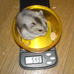 ユウキは少々体重減